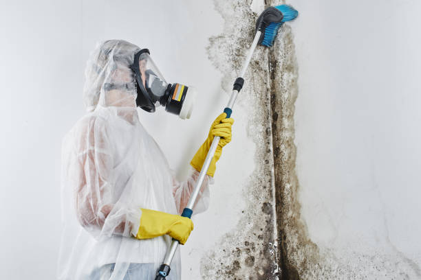 Best Emergency Mold Removal  in Moodus, CT