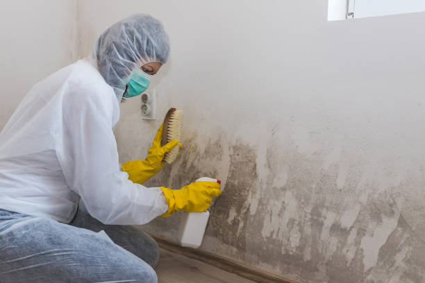 Best Mold Remediation  in Moodus, CT