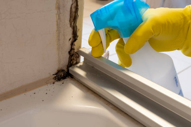 Best Toxic Mold Removal  in Moodus, CT