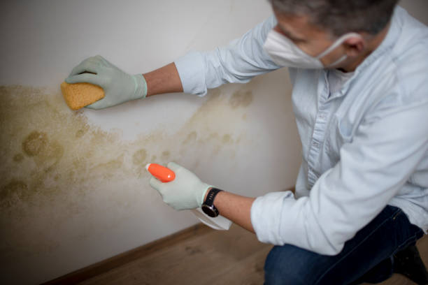 Best Black Mold Removal  in Moodus, CT