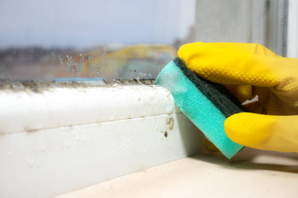 Trusted Moodus, CT Mold Removal Experts