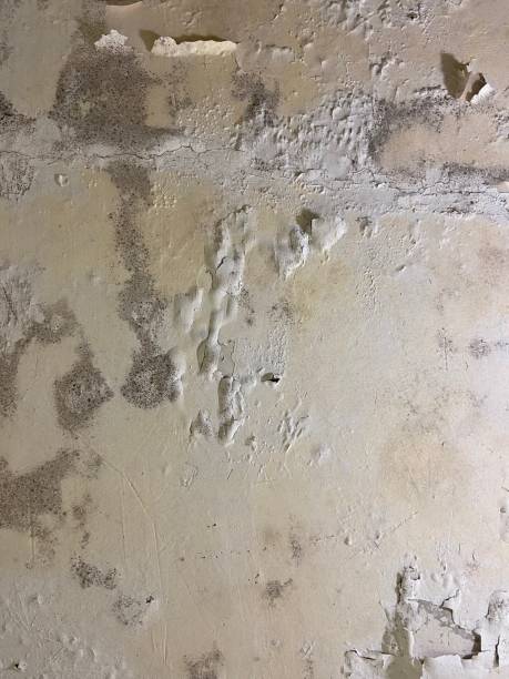 Best Same-Day Mold Removal  in Moodus, CT