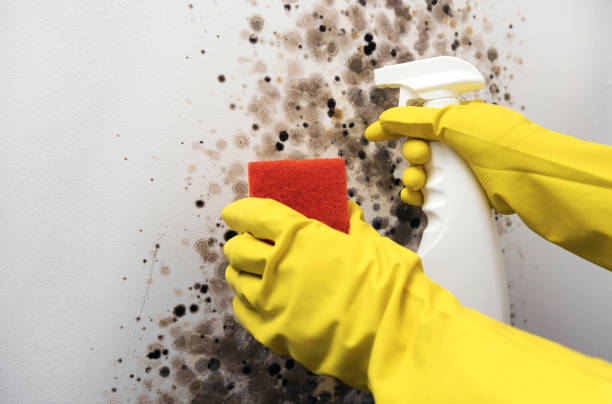 Best Mold Remediation Experts  in Moodus, CT