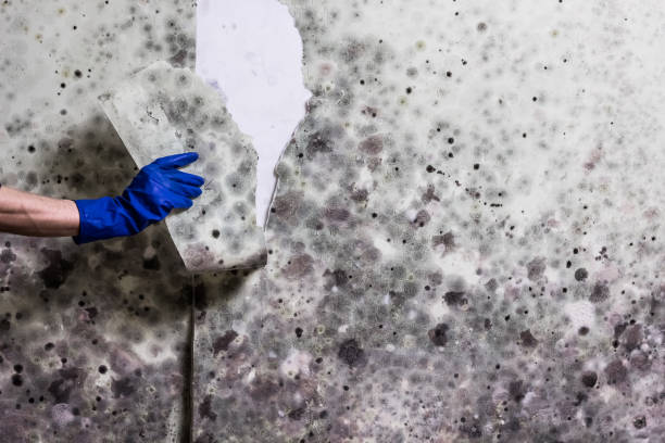 Best Professional Mold Removal  in Moodus, CT